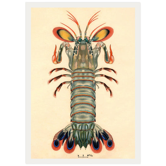 Crevette Mantis Paon