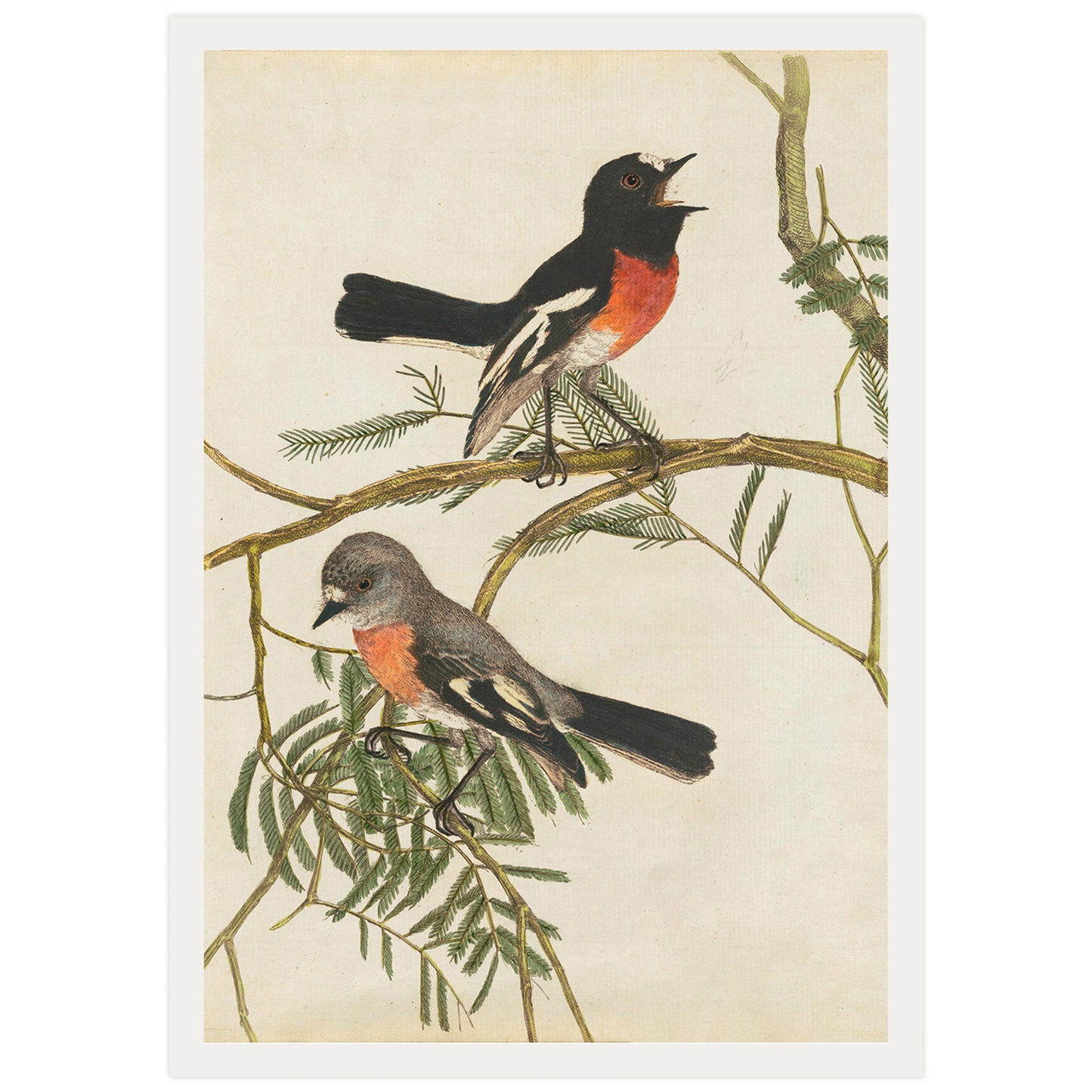 Paruline à poitrine rouge, par John Lewin
