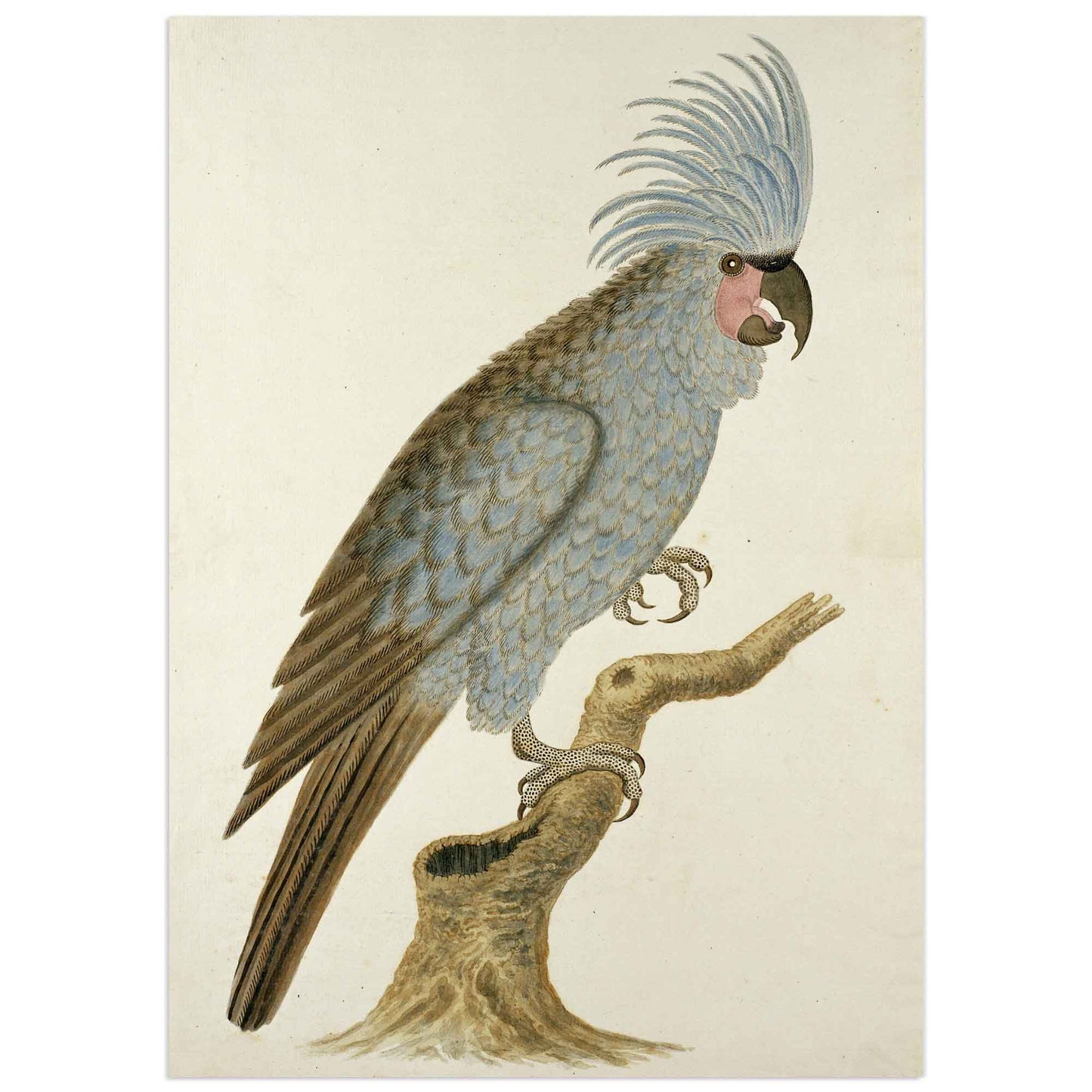 Palm Cockatoo by Jacob Robert Gordon