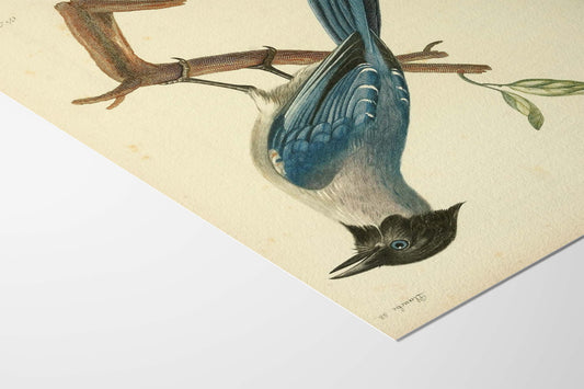 Pie Bleue à tête noire, François Le Vaillant
