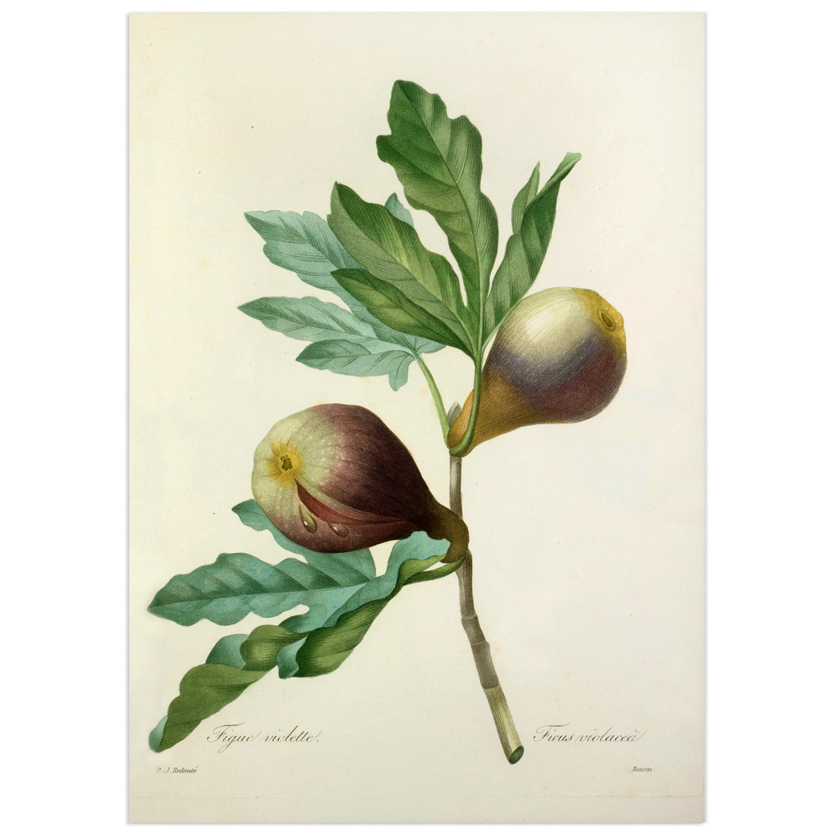 Pierre-Joseph Redouté botanical plate of a purple fig, two ripe fruits split open on a leafy branch, titled Figue violette