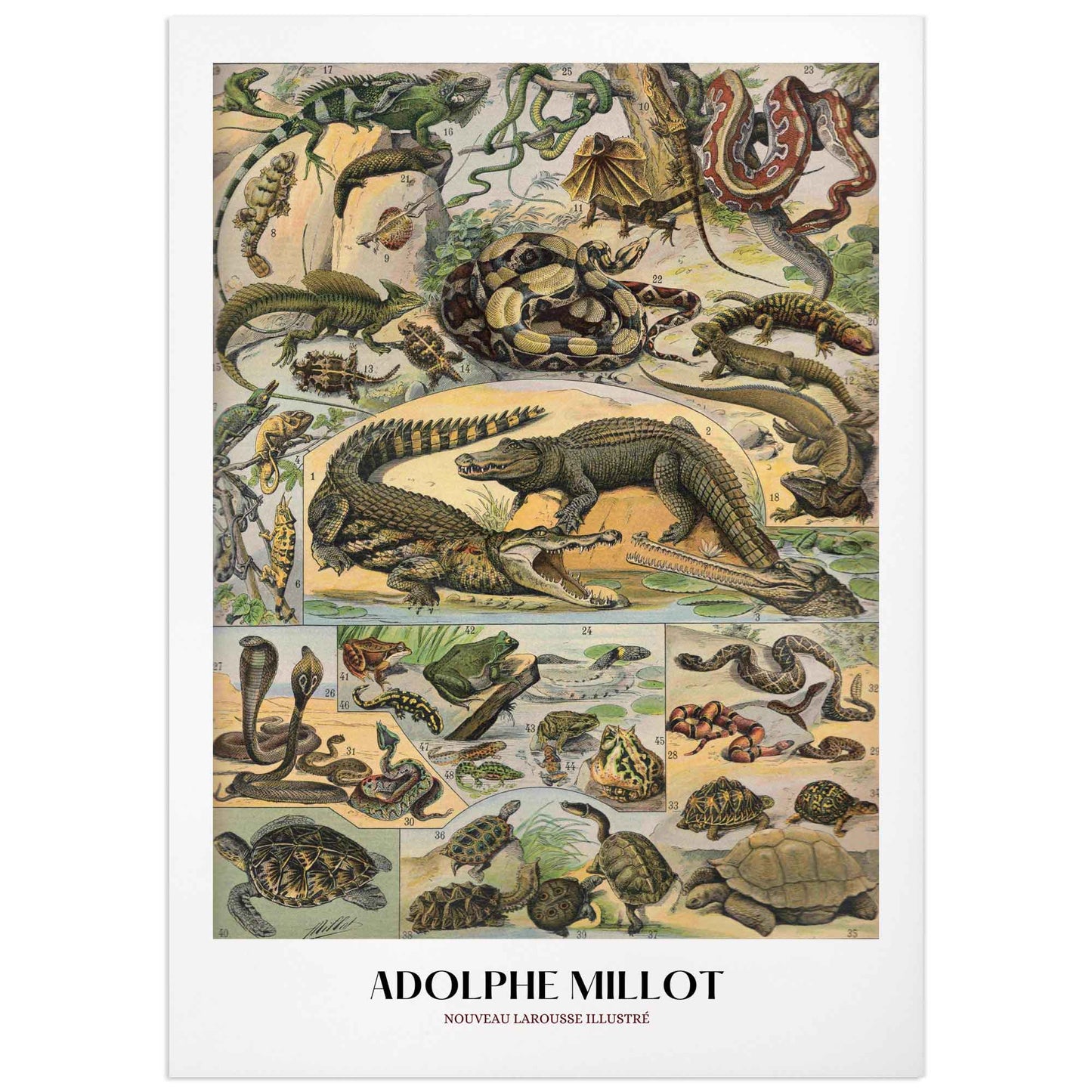 Affiche Adolphe Millot "Les reptiles"