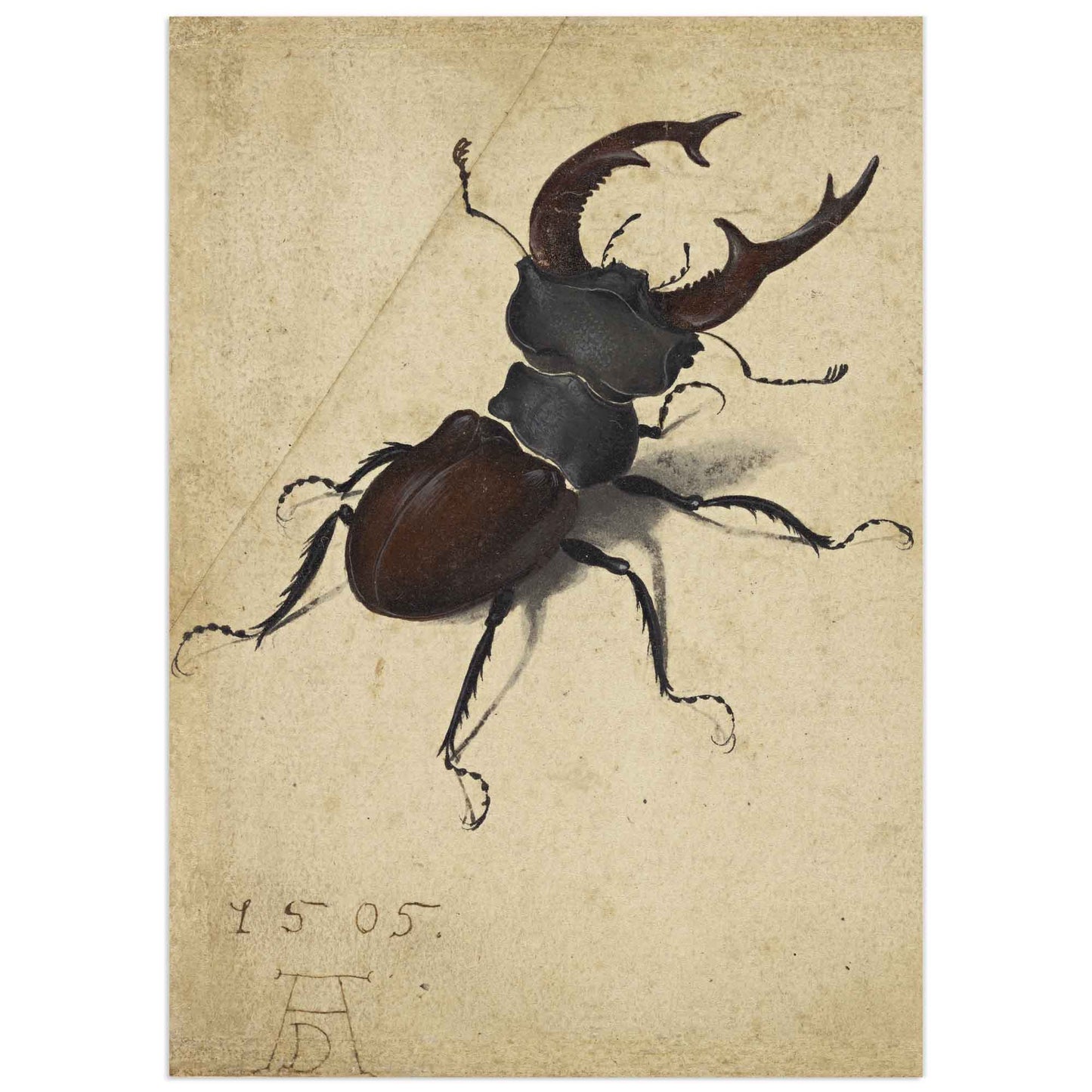 Watercolor of a stag beetle on parchment by Albrecht Dürer, 1505, showing detailed realism and shading.
