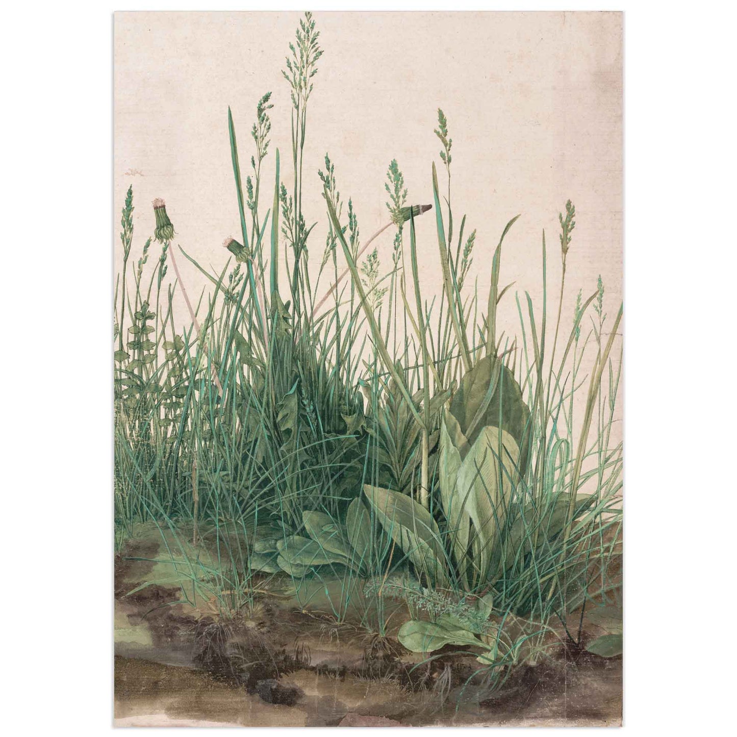 Watercolor of a clump of grass and soil by Albrecht Dürer, 1503, showing detailed naturalistic study of plants.