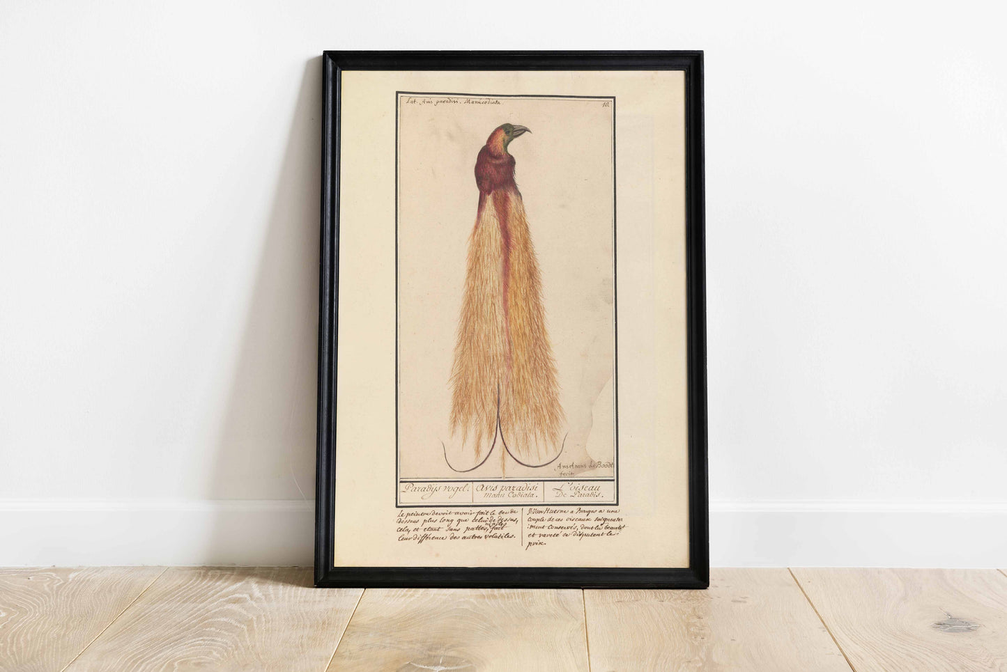 Bird of Paradise by Anselmus Boëtius de Boodt