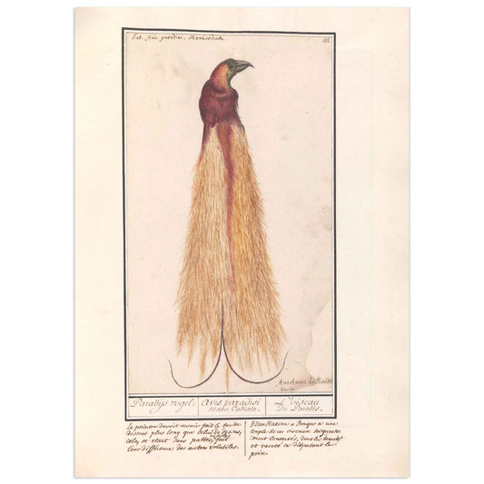 Oiseau de paradis d'Anselmus Boëtius de Boodt