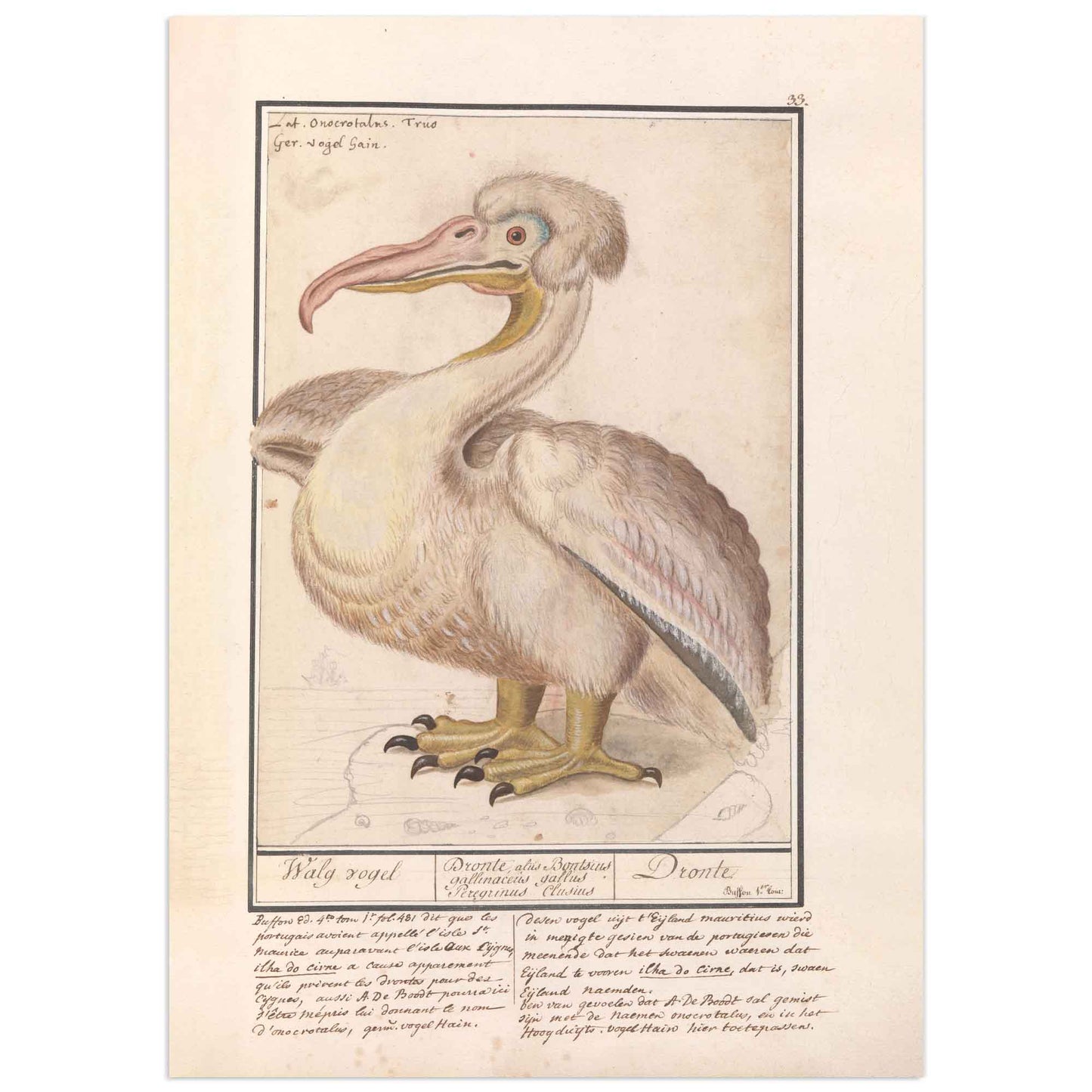 Dalmatian Pelican by Anselmus Boëtius de Boodt