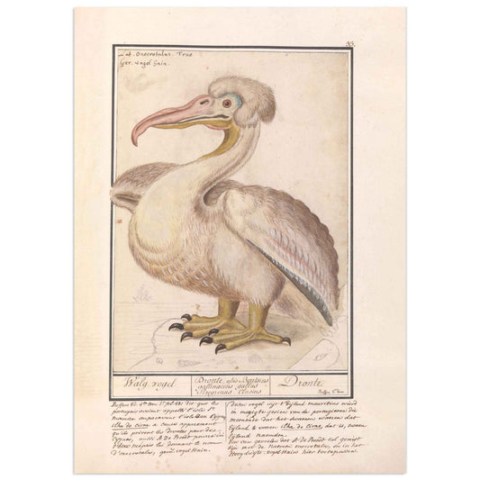 Pélican frisé par Anselmus Boëtius de Boodt