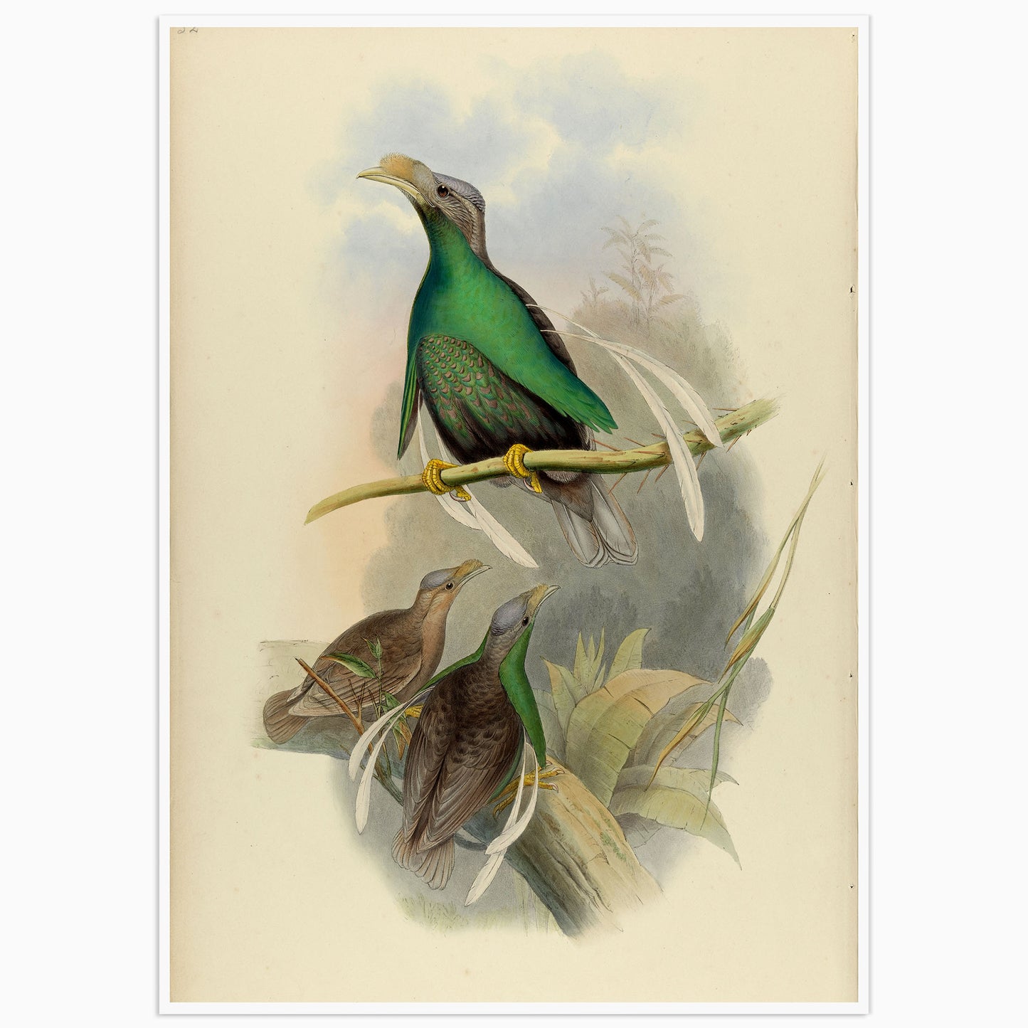 Affiche vintage "Oiseau de Paradis" - Joseph Wolf