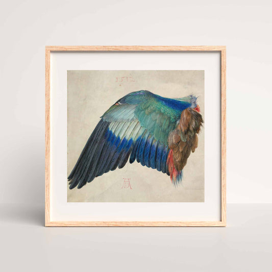 Wing of a European Roller – Albrecht Dürer