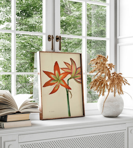Amaryllis, Naked Lady par Lise Cloquet – Impression d'Art Botanique