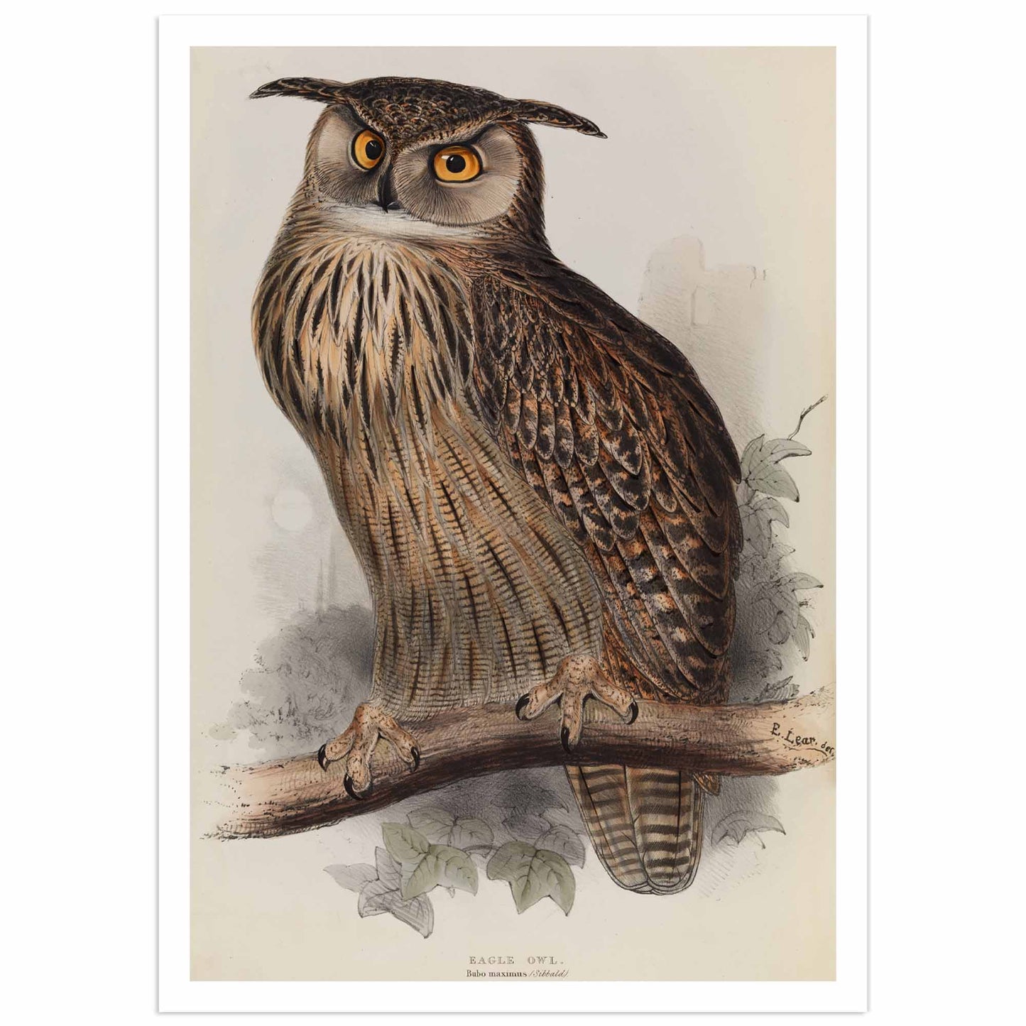 Eagle owl poster