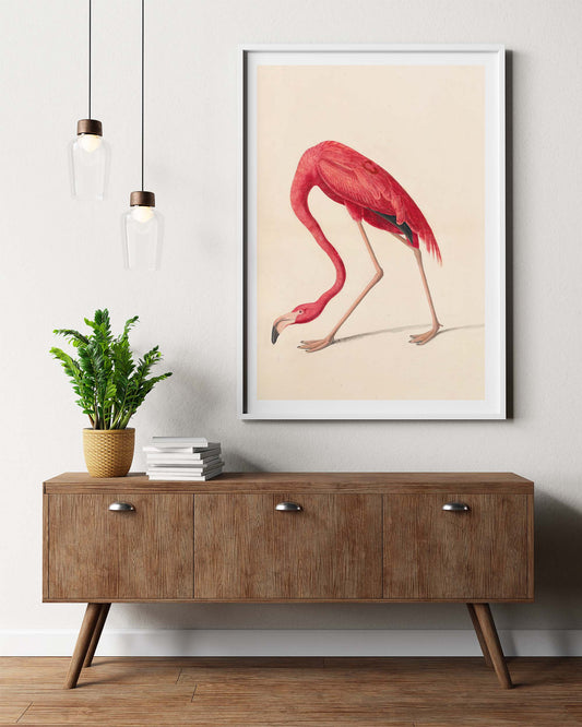 Affiche John James Audubon "Le Flamant Rose"