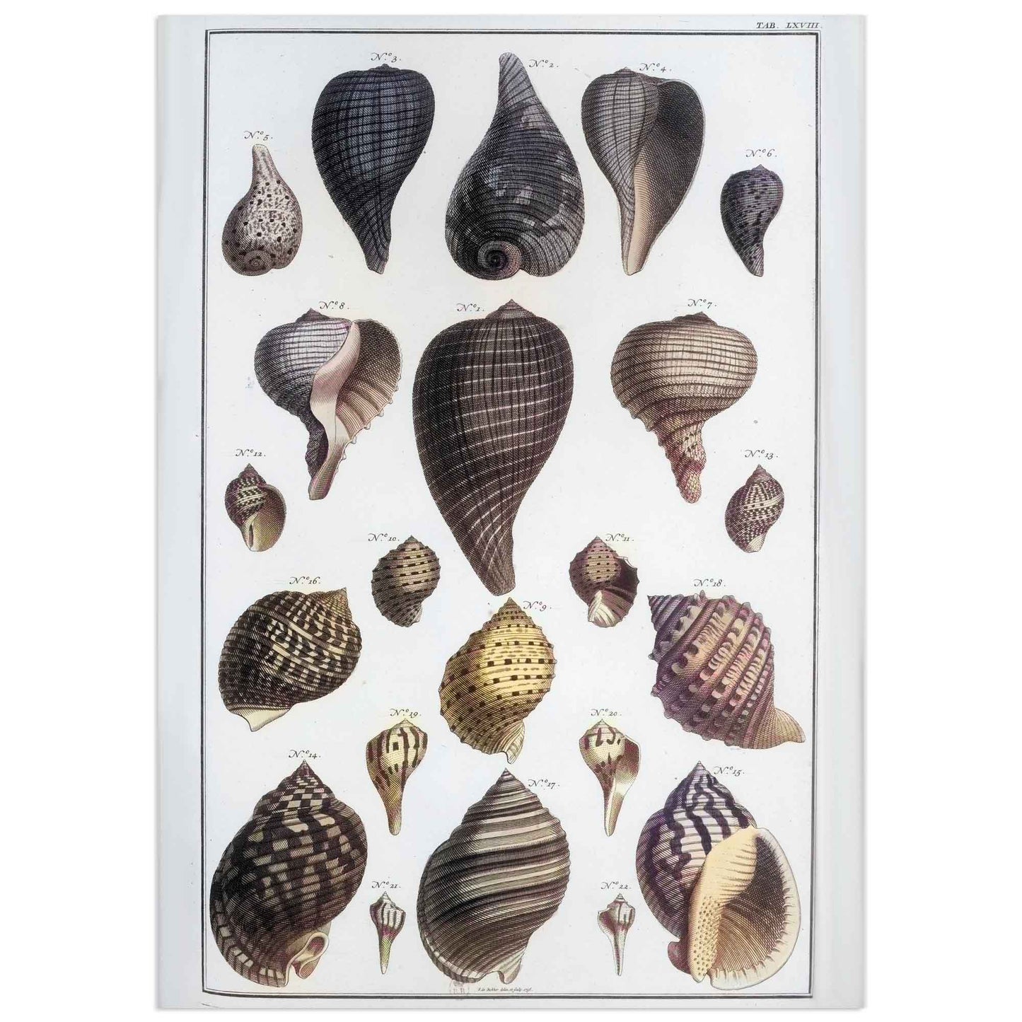 Affiche Vintage de Coquillages – Illustration Scientifique Naturaliste