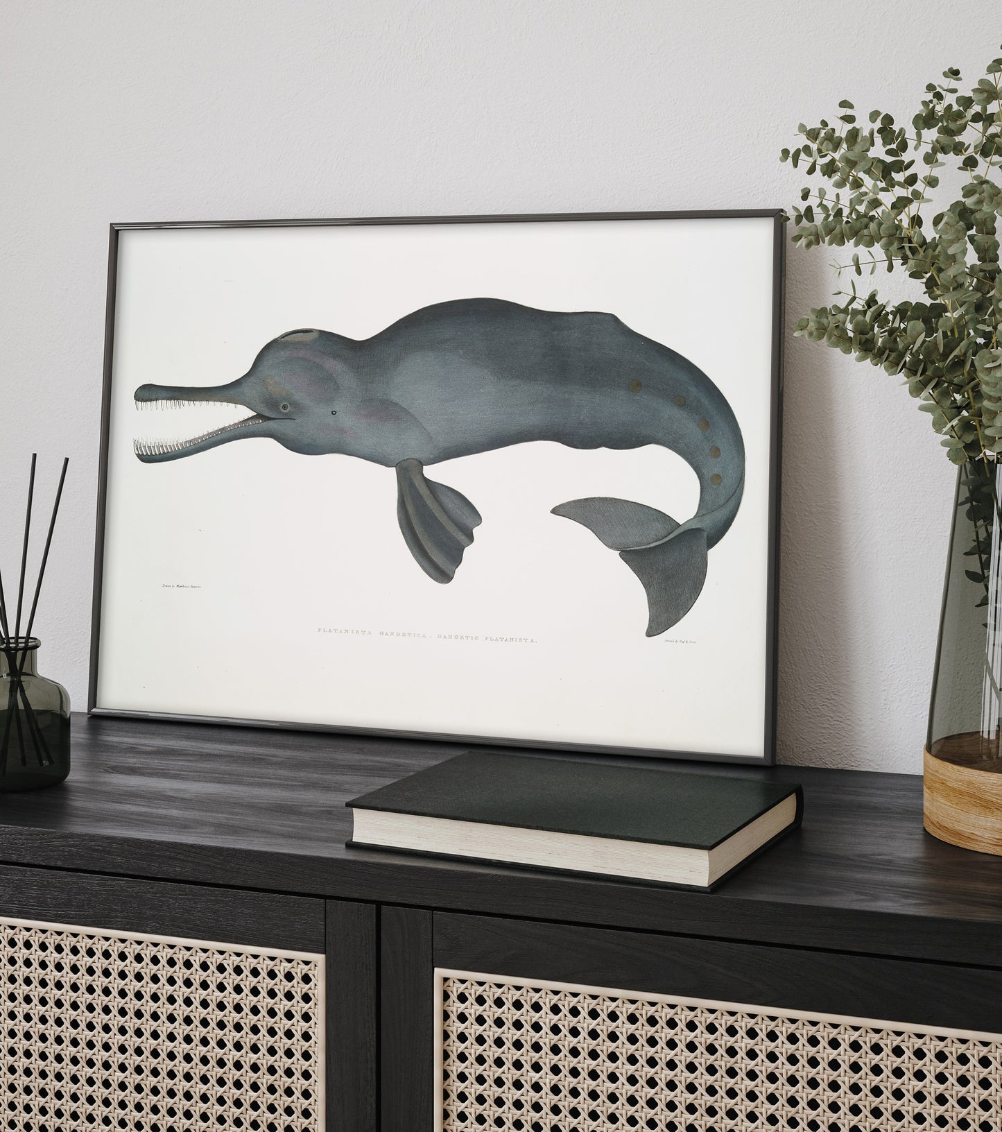 South asian river dolphin (platanista) illustration by John Edward Gray