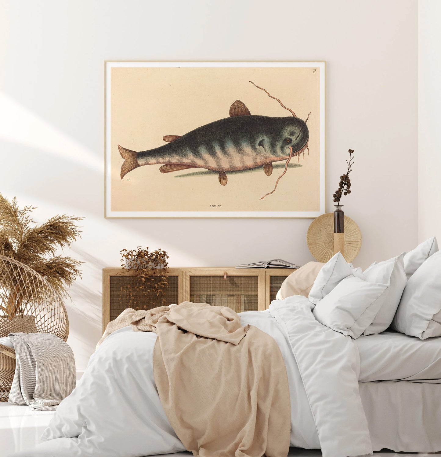 The cat fish, by Mark Catesby