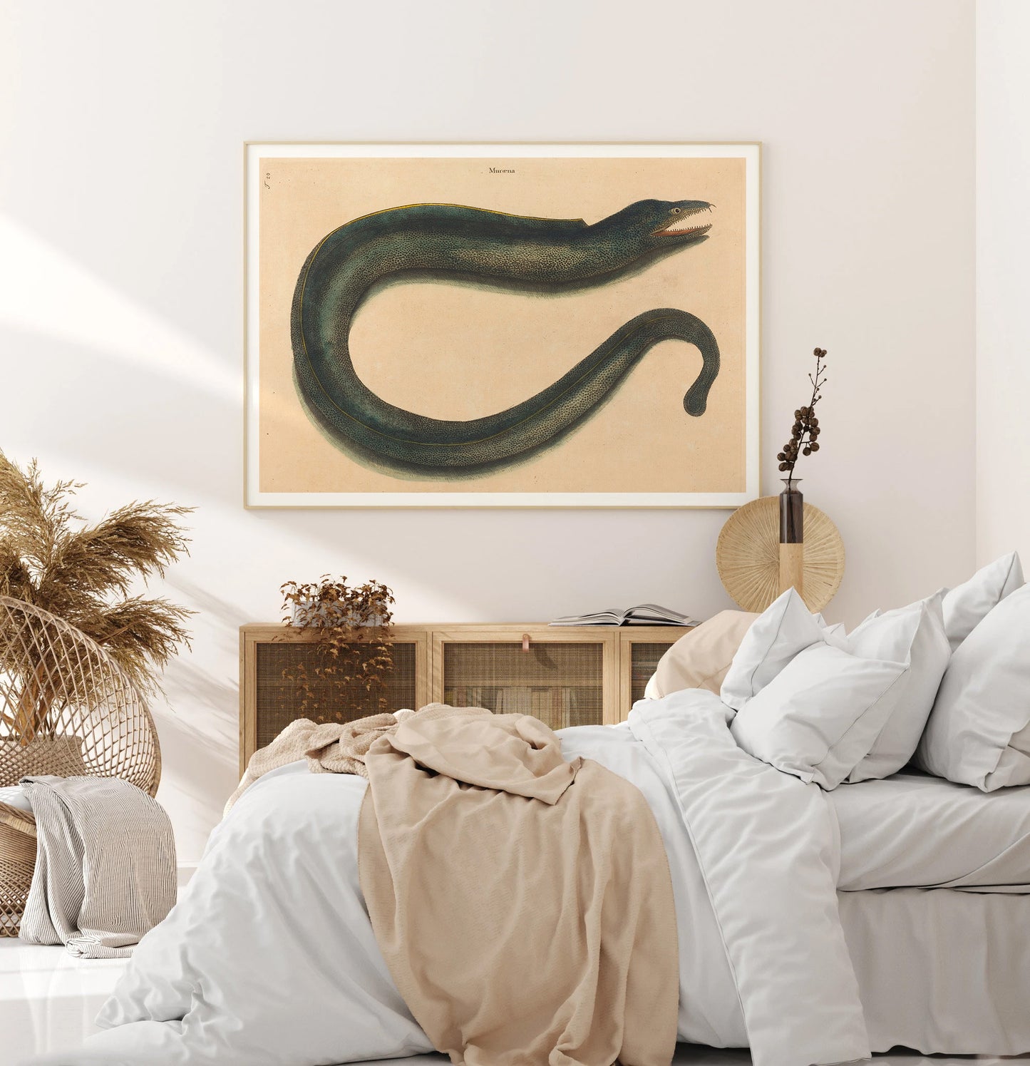 Affiche histoire naturelle Mark Catesby "Muray (Muraena helena)"