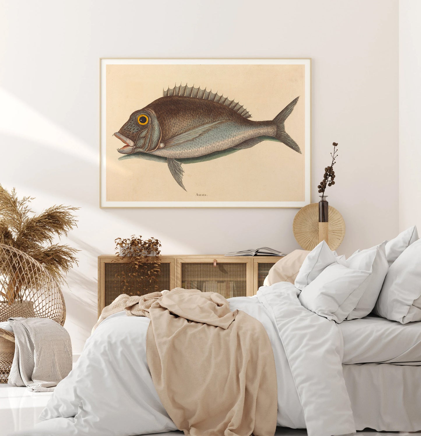 Affiche vintage histoire naturelle Mark Catesby "Porgy (Sparus chrysops)"