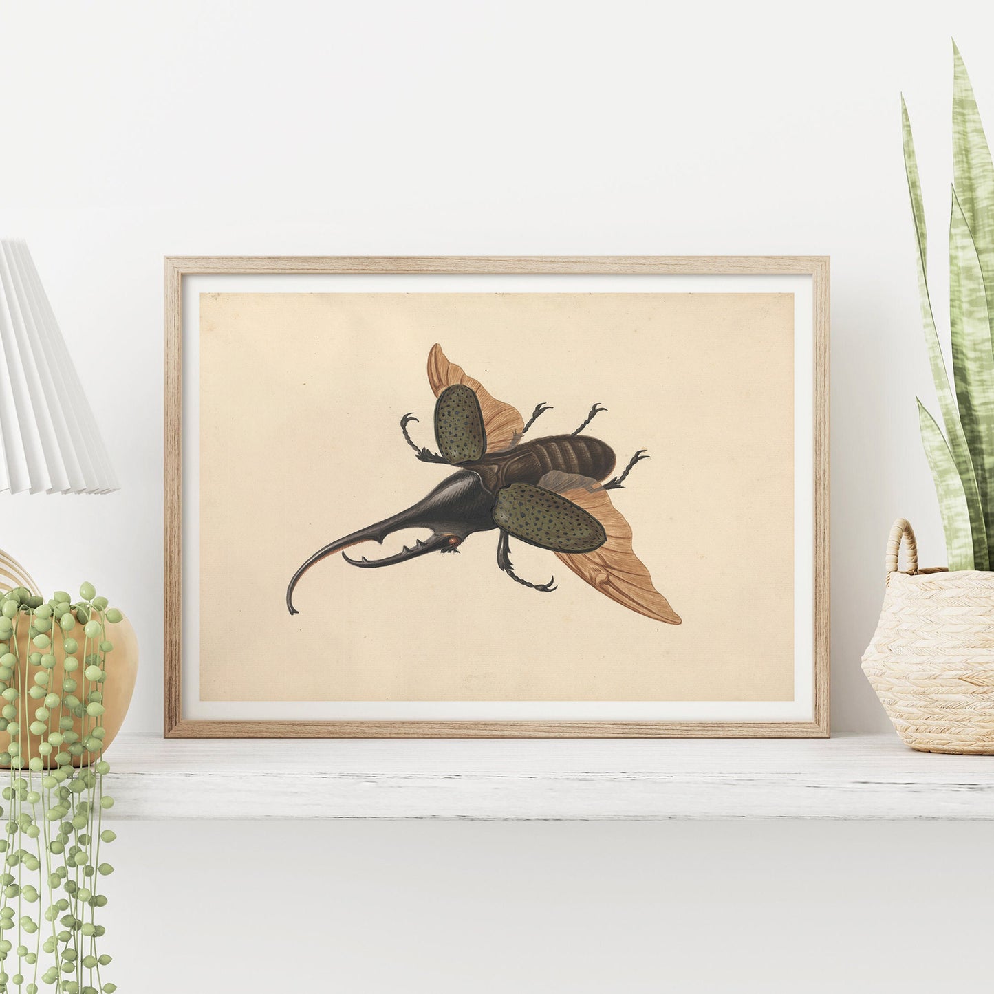 Hercules beetle by George Edwards