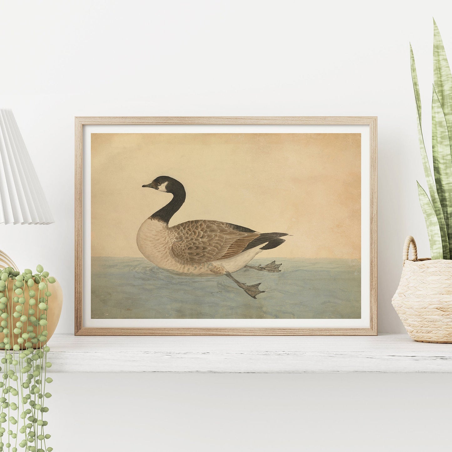 The Canada goose  - James Sowerby