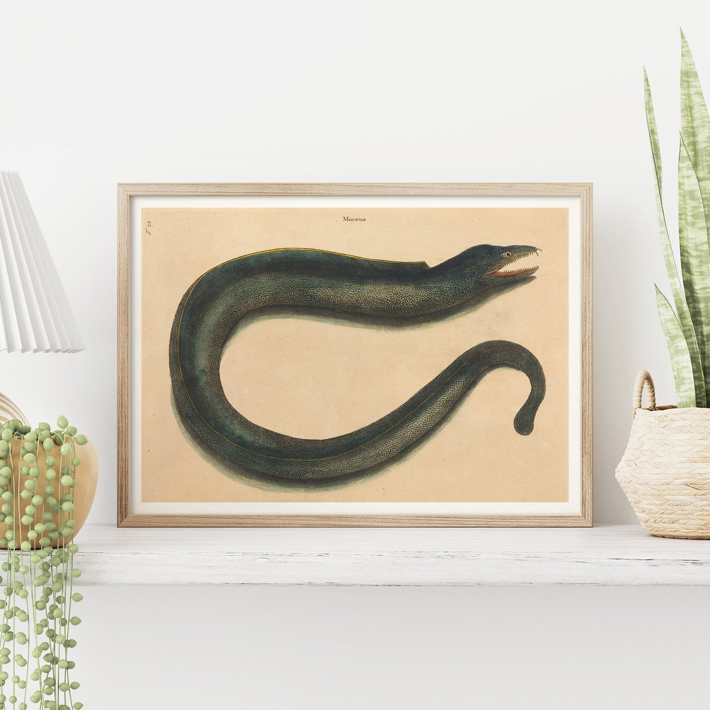 Affiche histoire naturelle Mark Catesby "Muray (Muraena helena)"