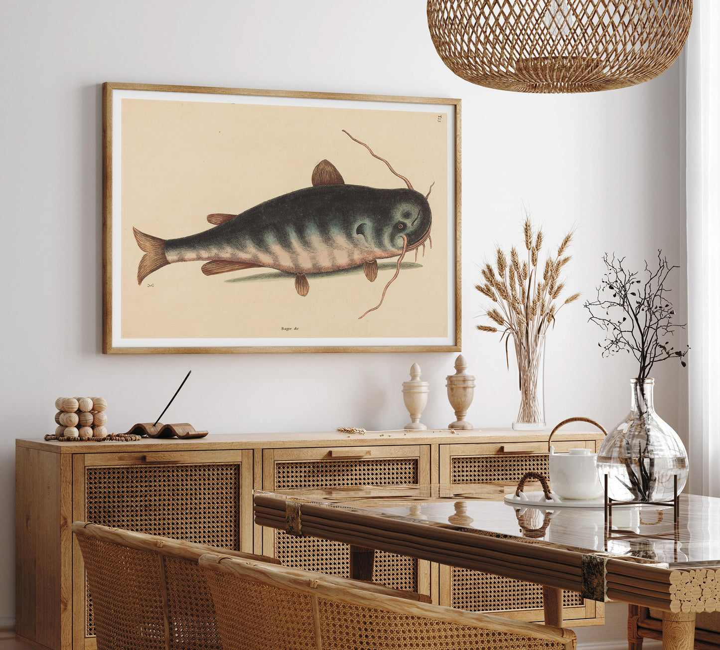 The cat fish, by Mark Catesby