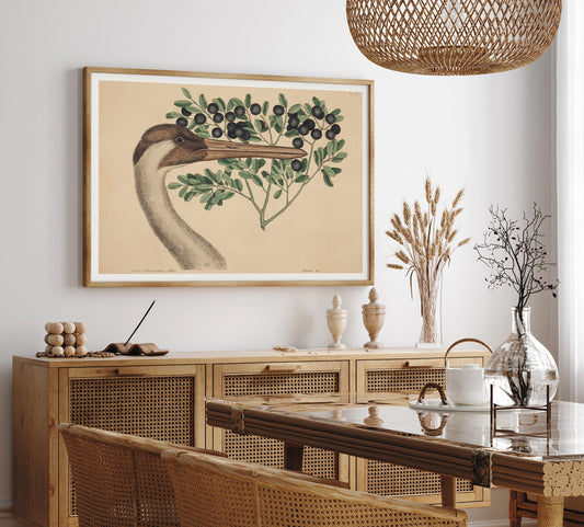 Grue Blanche Américaine – Illustration Naturaliste de Mark Catesby