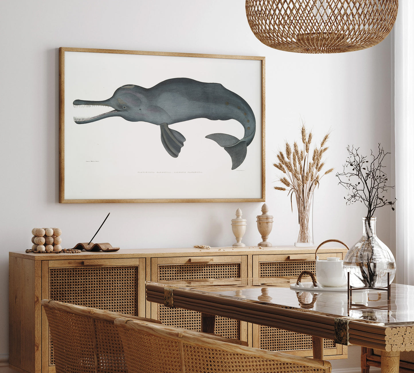 South asian river dolphin (platanista) illustration by John Edward Gray