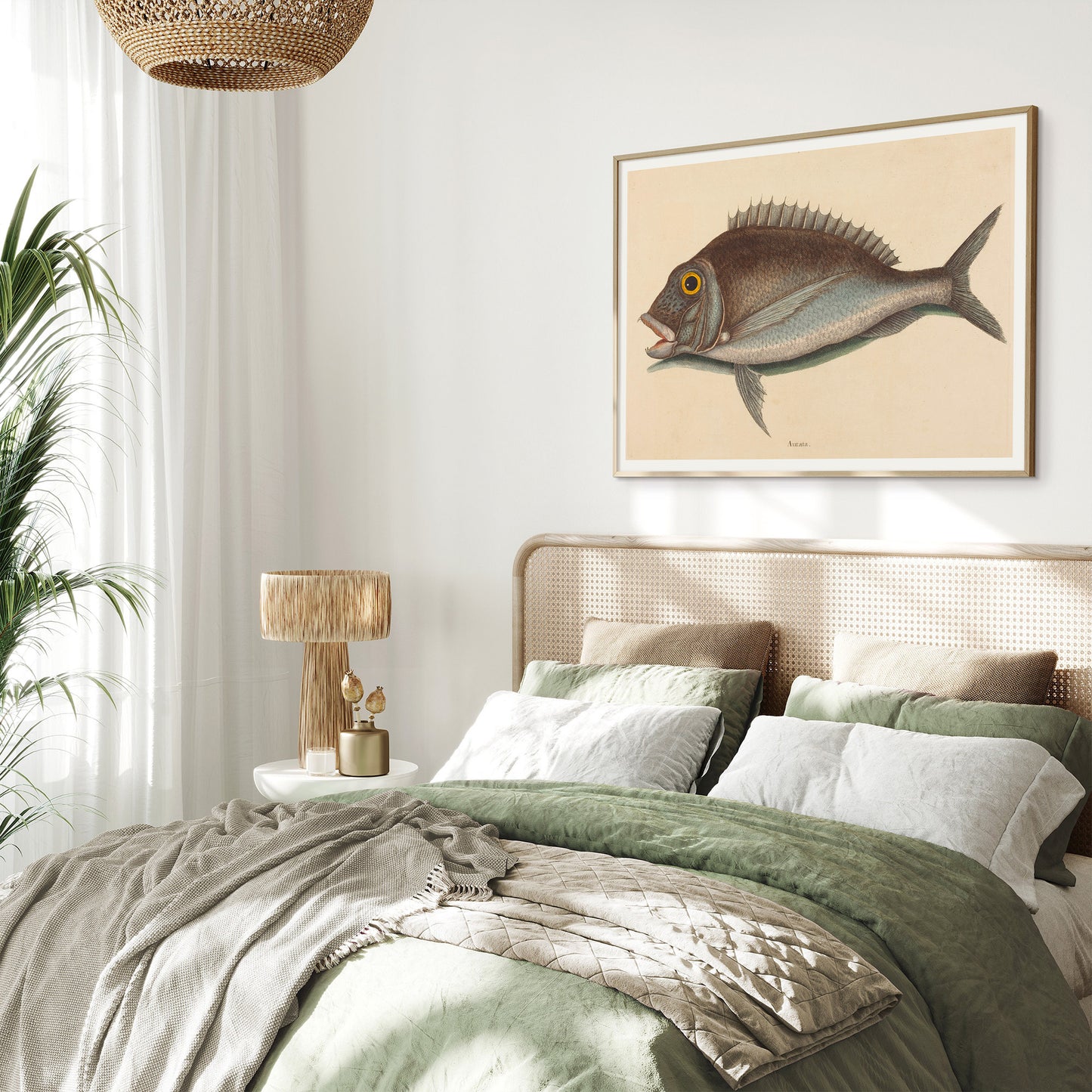 Affiche vintage histoire naturelle Mark Catesby "Porgy (Sparus chrysops)"