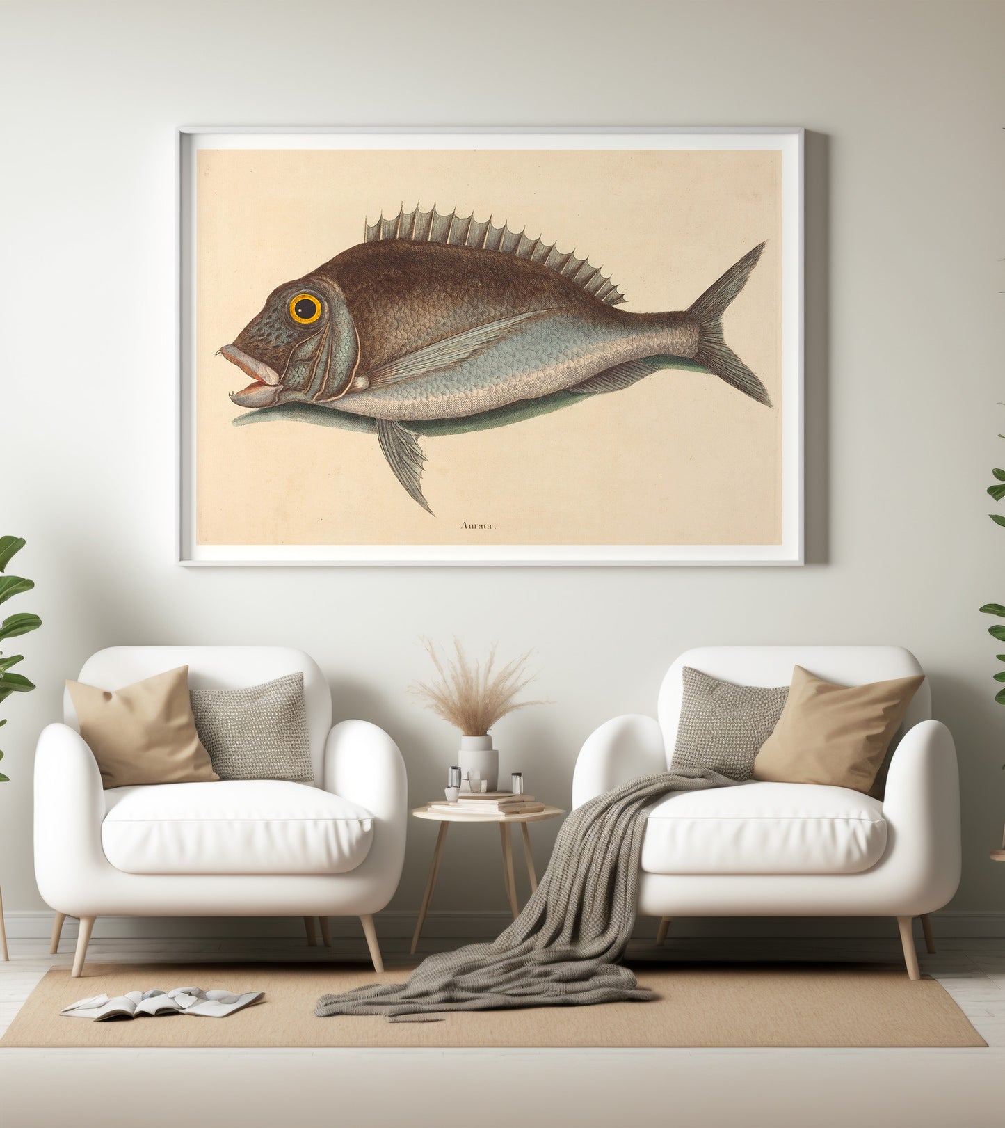 Affiche vintage histoire naturelle Mark Catesby "Porgy (Sparus chrysops)"