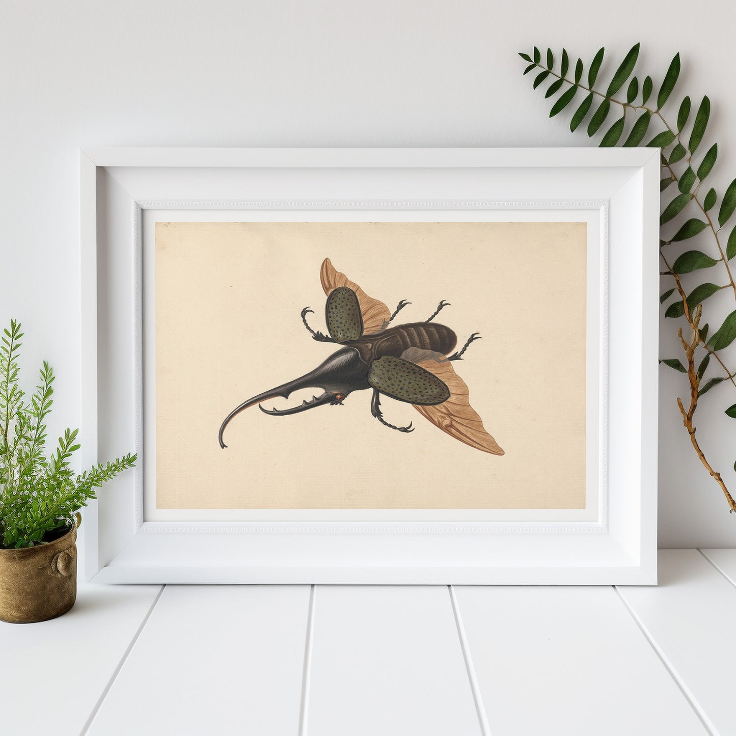 Hercules beetle by George Edwards