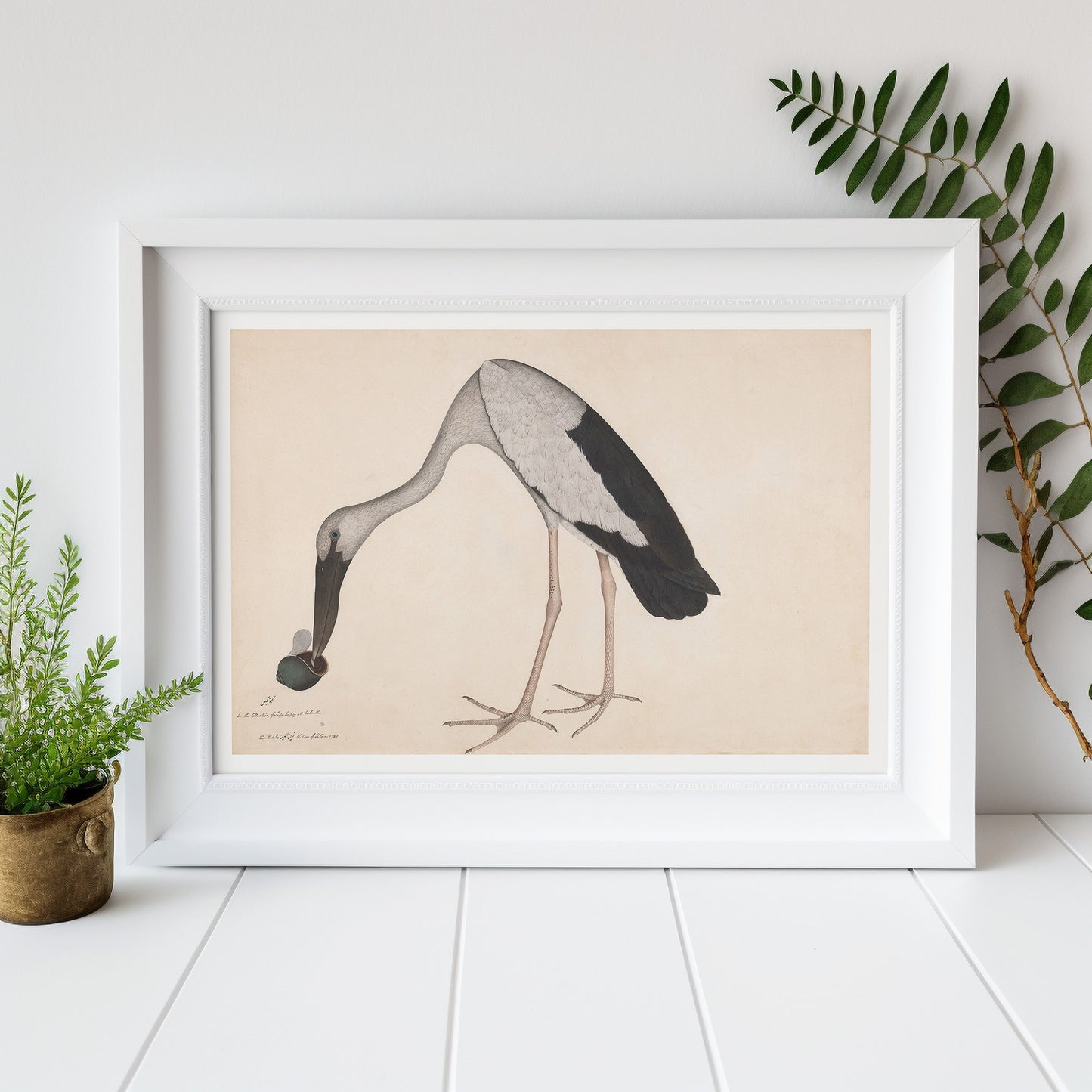 Affiche d'une cigogne à bec ouvert asiatique
