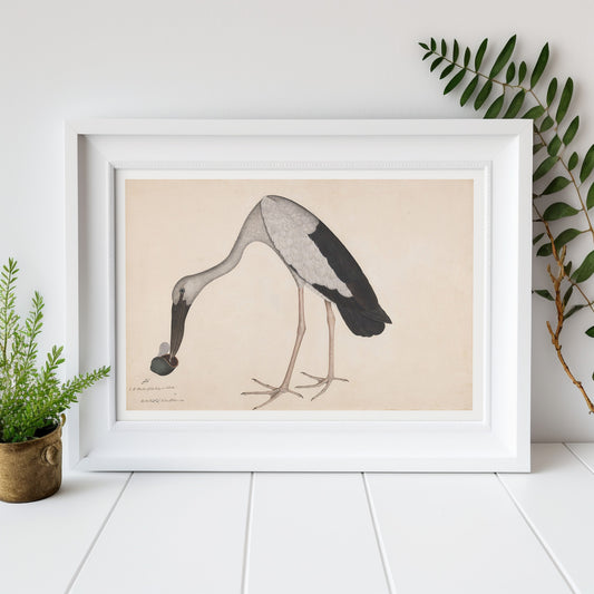 Poster of an Asian Openbill Stork