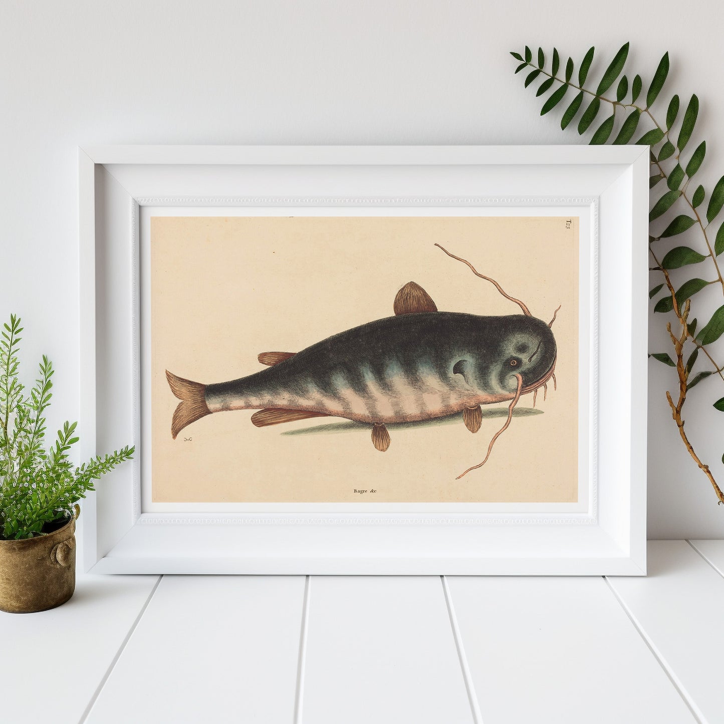 The cat fish, by Mark Catesby