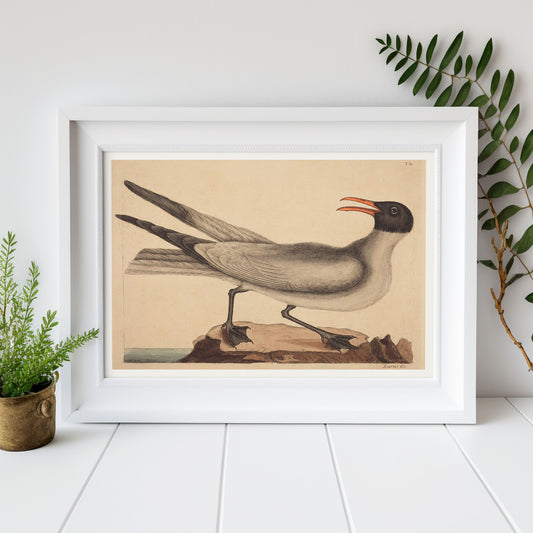 The Laughing Gull (Larus articilla), by Mark Catesby