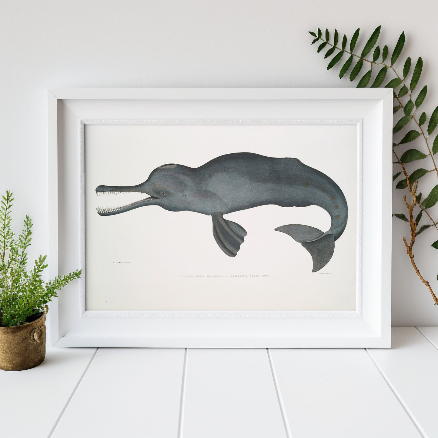 South asian river dolphin (platanista) illustration by John Edward Gray