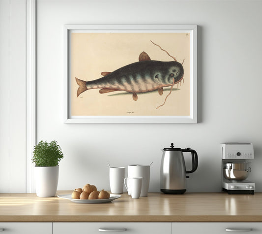 The cat fish, by Mark Catesby