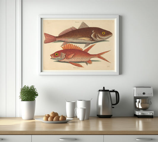 The Croker (Perca undulata), by Mark Catesby