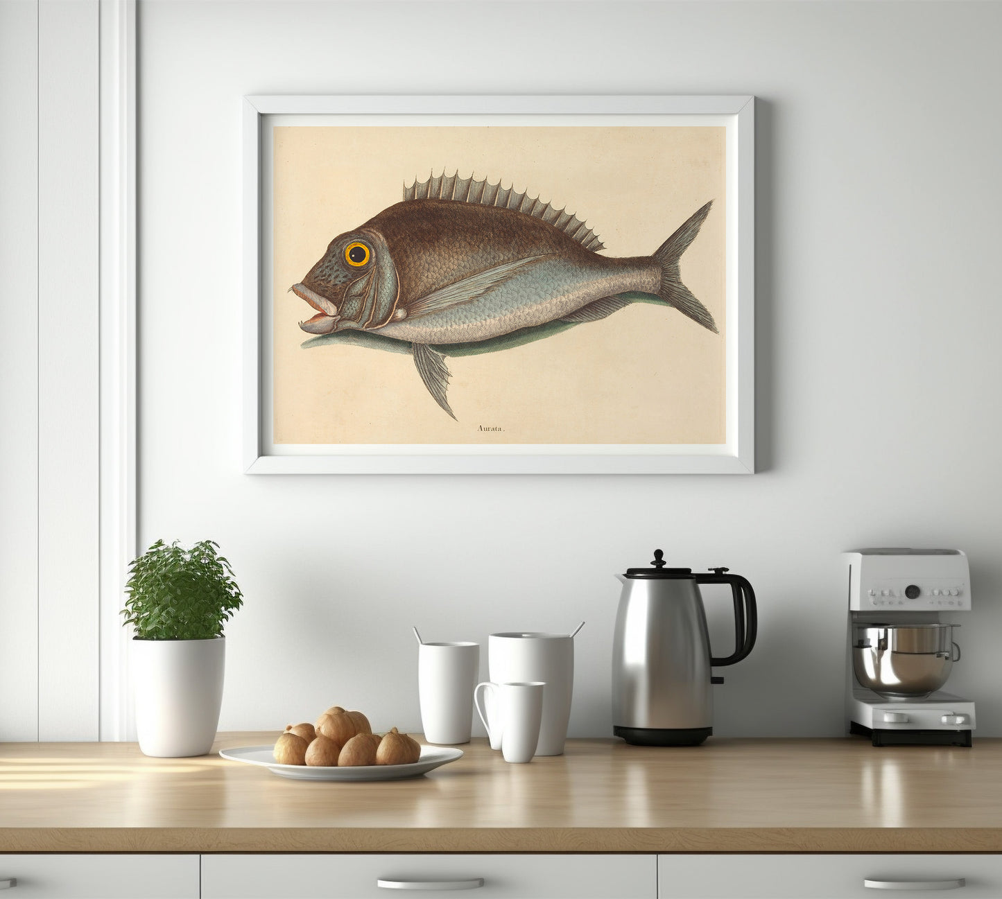 Affiche vintage histoire naturelle Mark Catesby "Porgy (Sparus chrysops)"