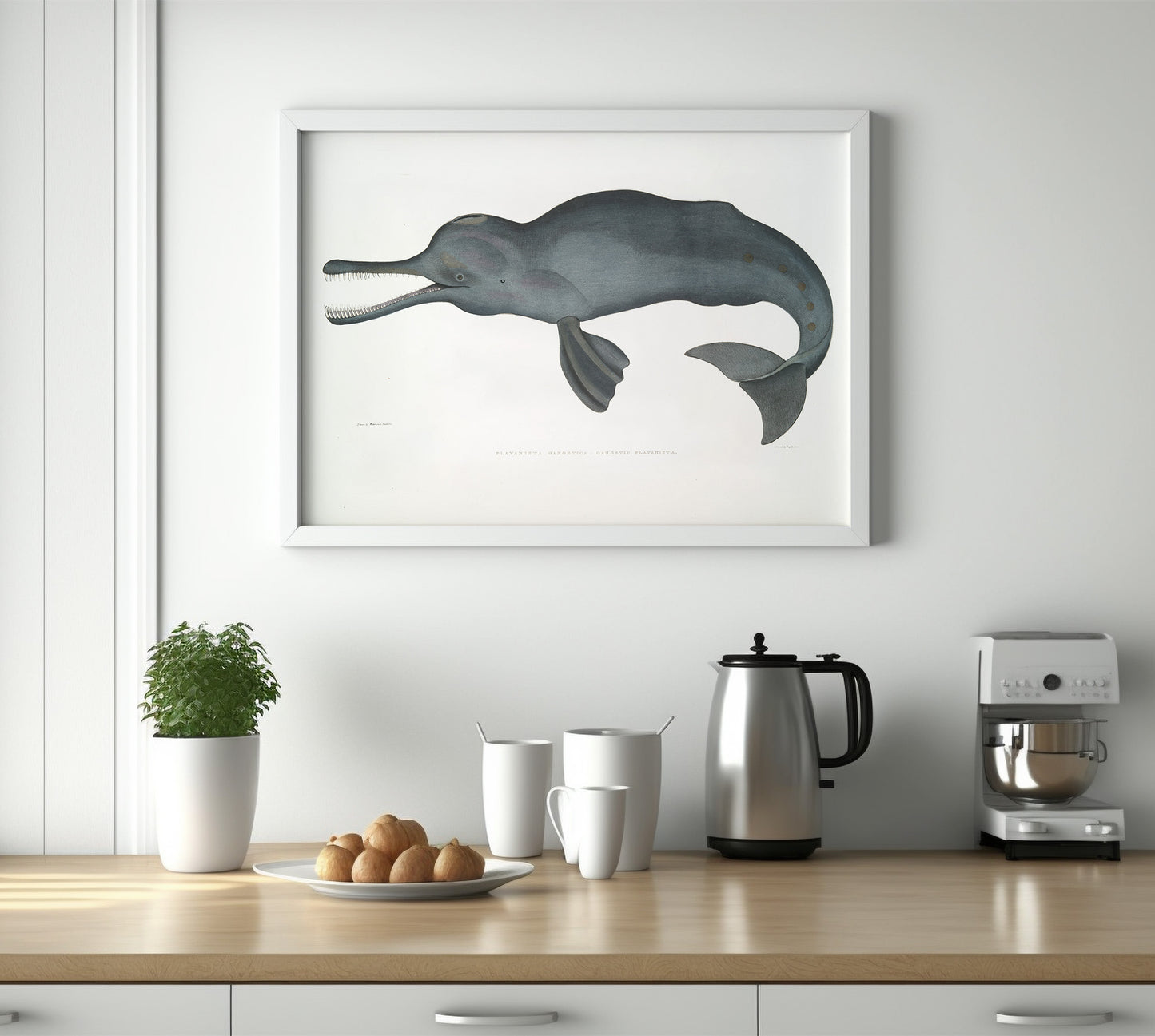 South asian river dolphin (platanista) illustration by John Edward Gray