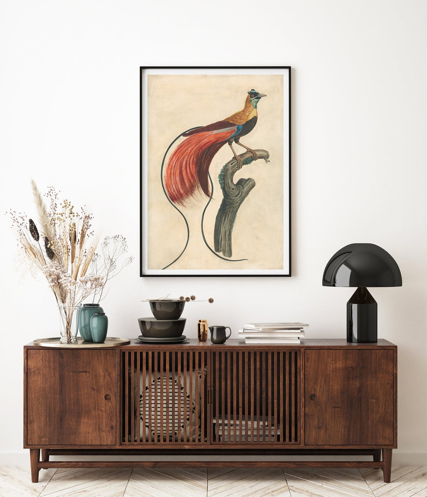 Paradisier à plumes rouges, John Collet