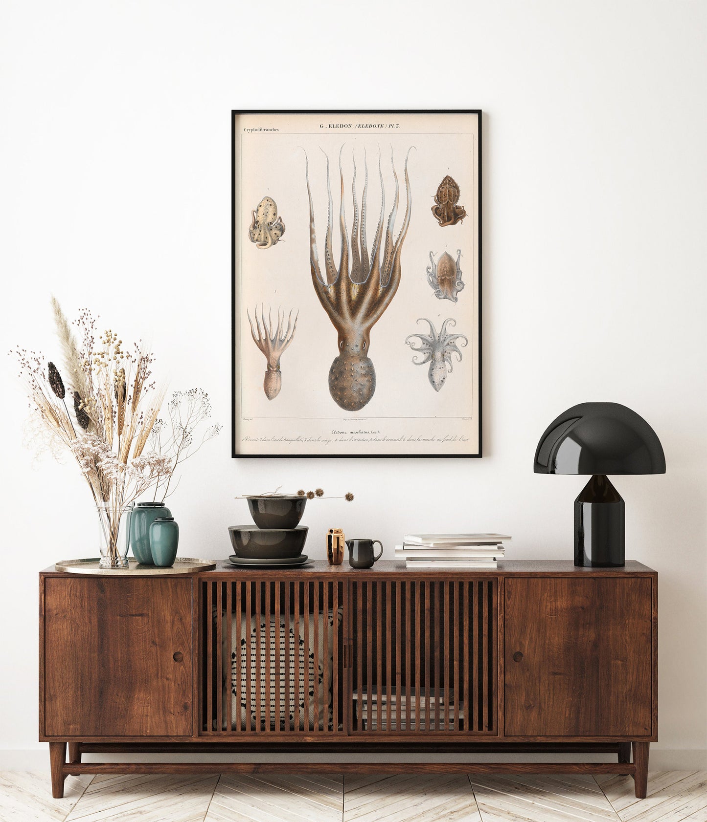 vintage french illustration of an Eledone