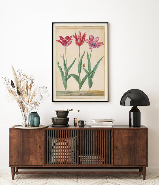 Tulipes horticoles et Lycaena, Johann Walter