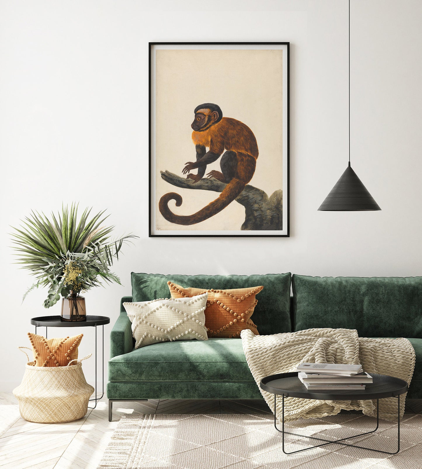 Capuchin monkey