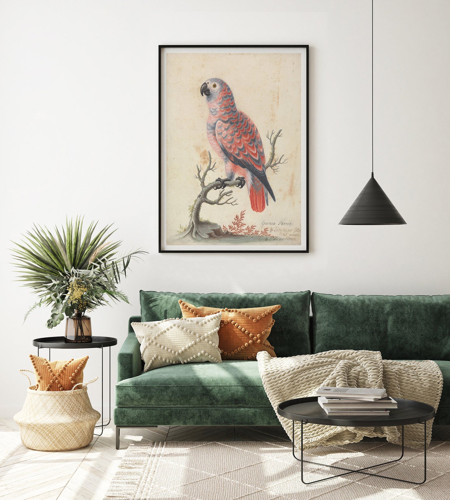 Poster of an 18th century watercolor of a Guinea Parrot