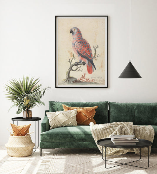 Affiche d'une aquarelle du 18ème siècle d'un perroquet de Guinée