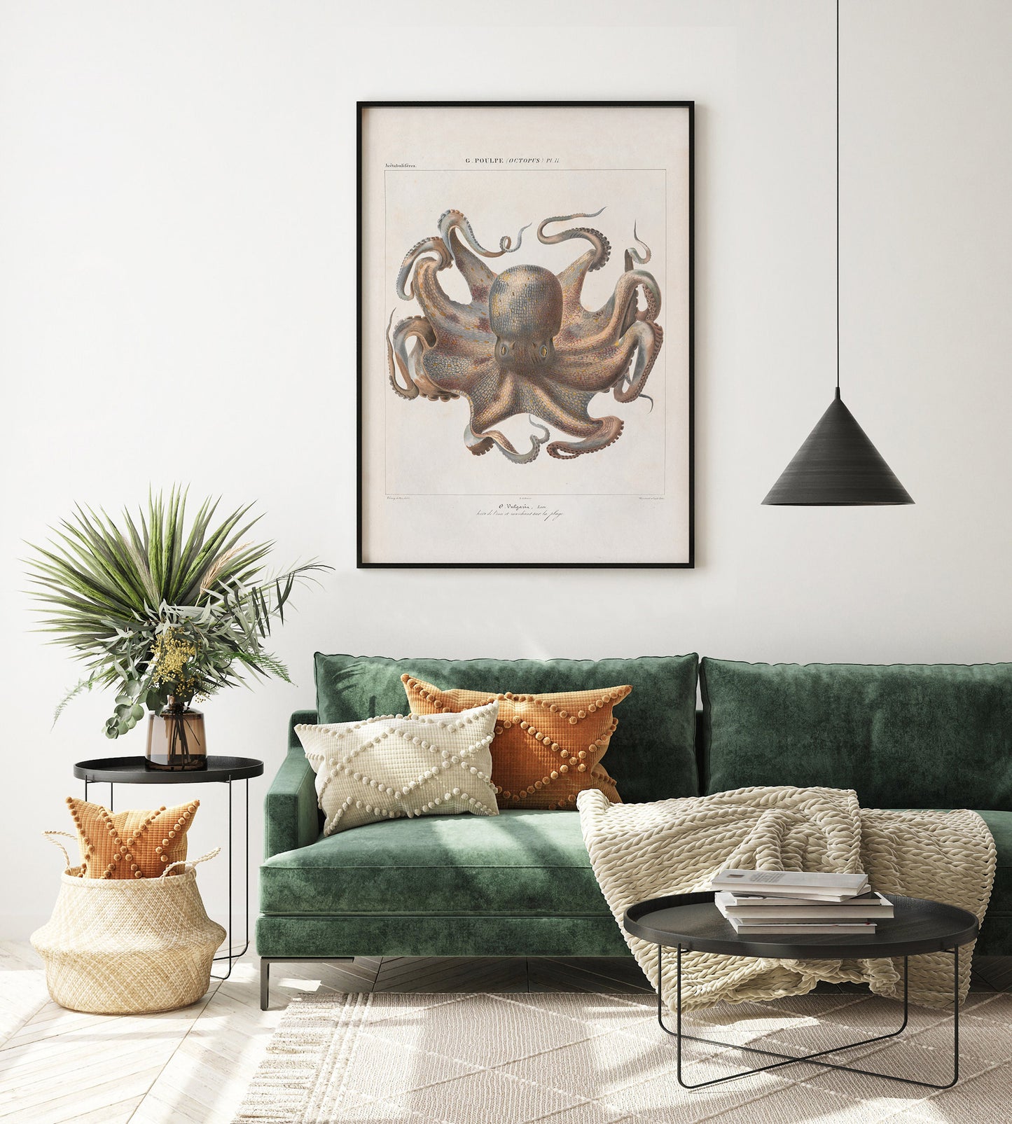 Vintage French illustration of an octopus