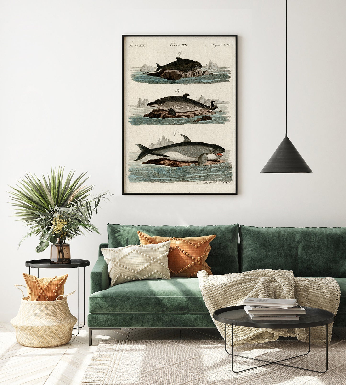 Affiche vintage Histoire Naturelle - Jacob Xaver Schmuzer "Fische, Pisces, Poissons XXIII"