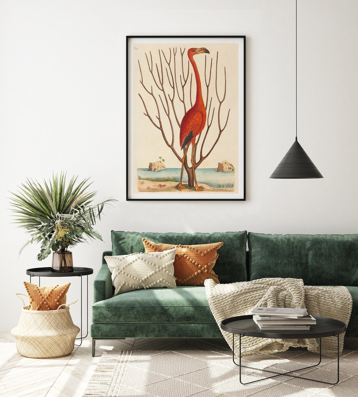 The Flamingo (Phoenicopterus ruber), Mark Catesby