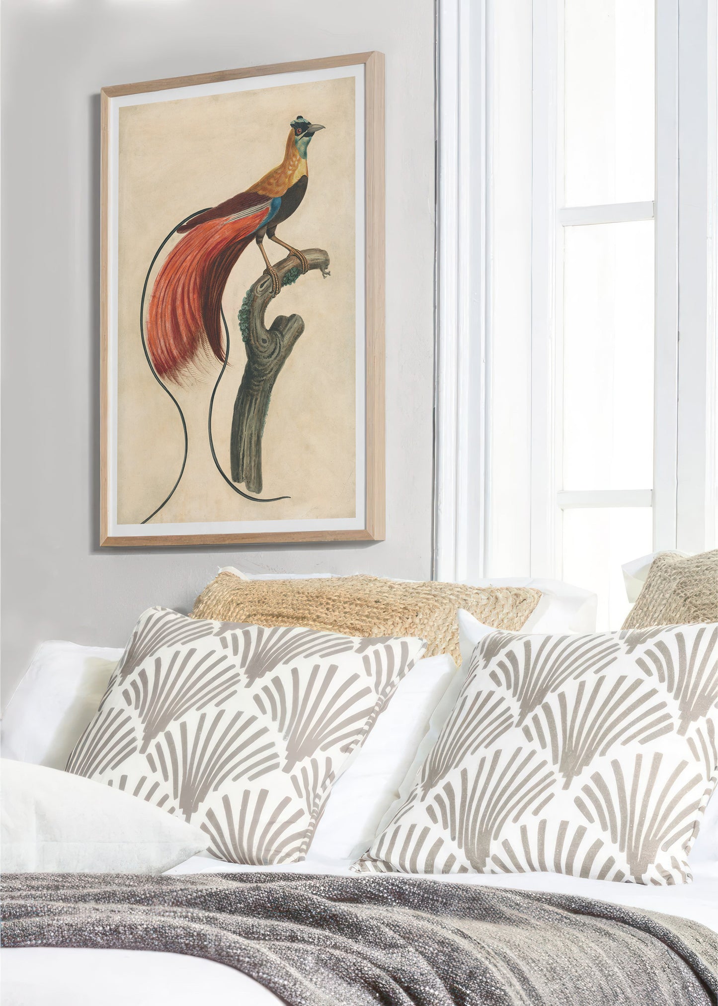 Paradisier à plumes rouges, John Collet